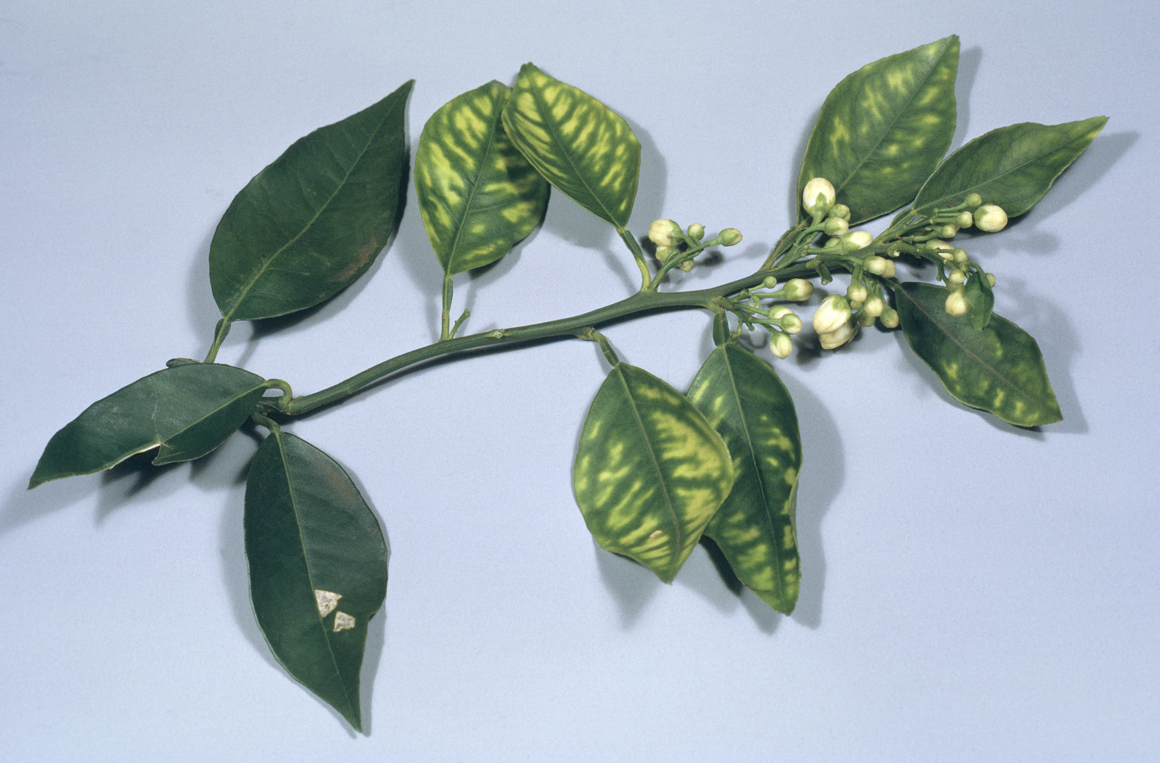 Figure 3. Leaves of zinc-deficient citrus are small, abnormally narrow and rather crowded on short stems, giving a bunched appearance.
