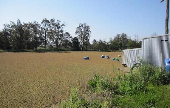 Farm dam with brown water showing algae and weeds with farm shed, trees and blue sky 