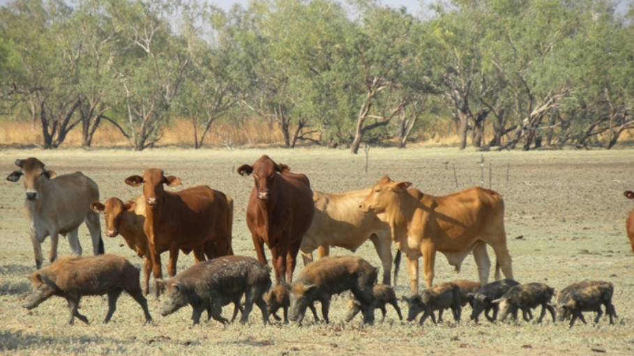 Feral pigs occupying land with cattle