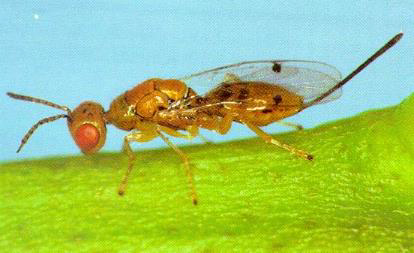 Figure 9. Megastigmus brevivalvus is a parasitic wasp species of CGW.