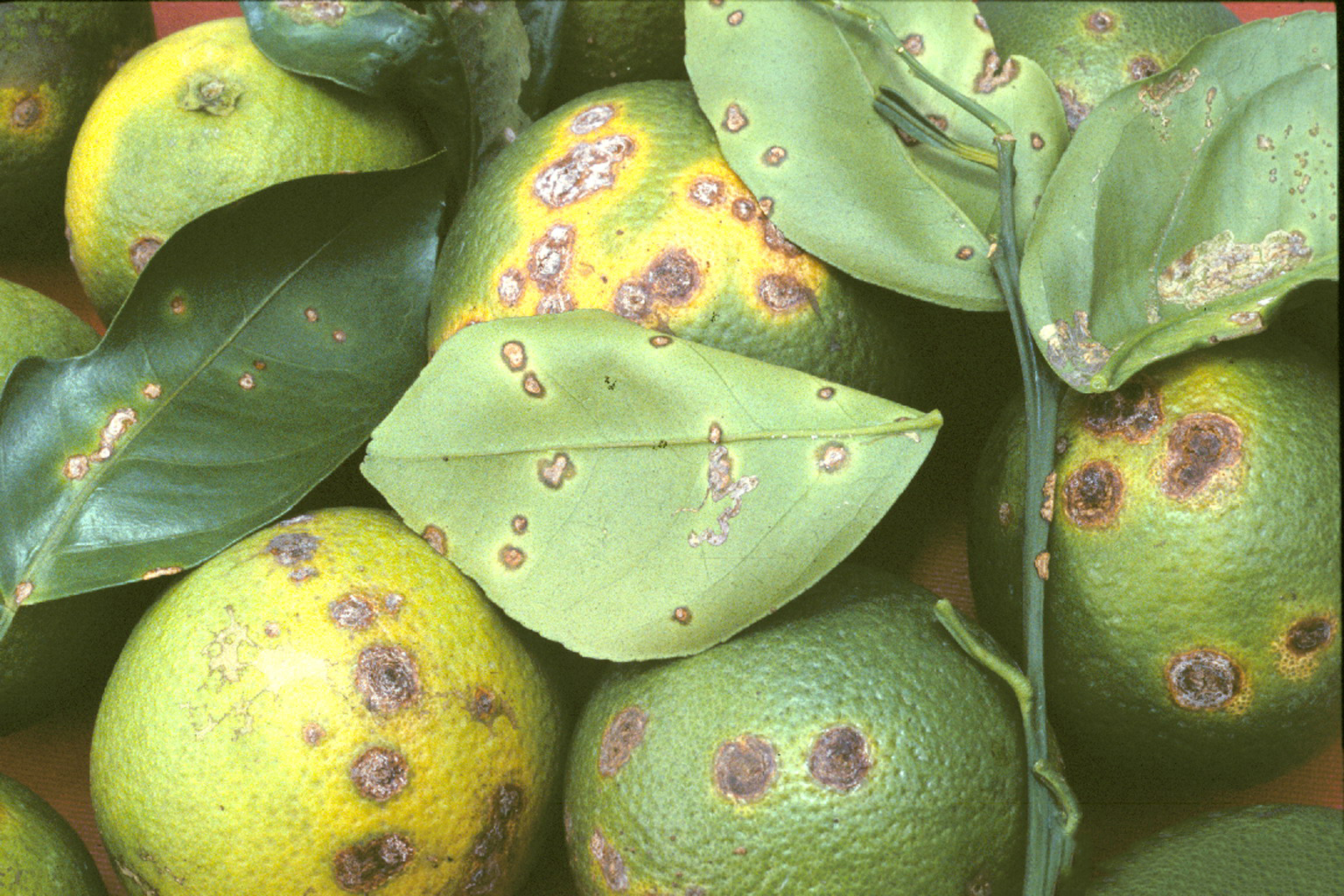 Figure 2. Citrus canker (Xanthomonas citri) symptoms. Photo: Timothy Schubert, Florida Department of Agriculture and Consumer Services, Bugwood.org. 