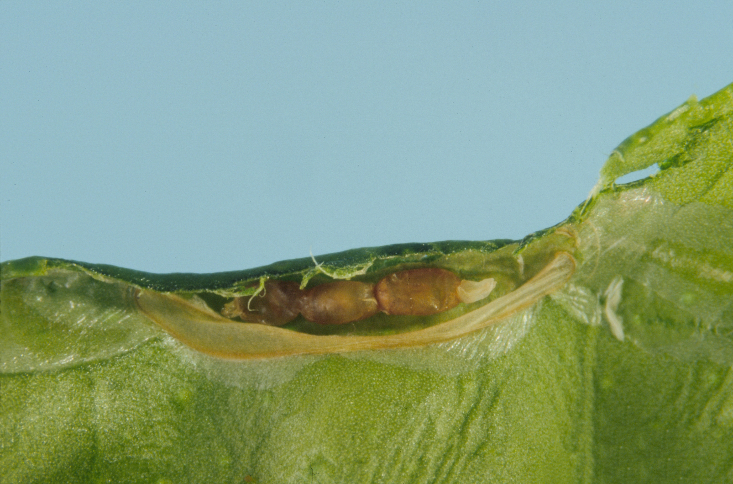 Figure 11. Ageniaspis citricola pupae. Photo: JW Lotz, Florida Department of Agriculture and Consumer Services, Bugwood.org.