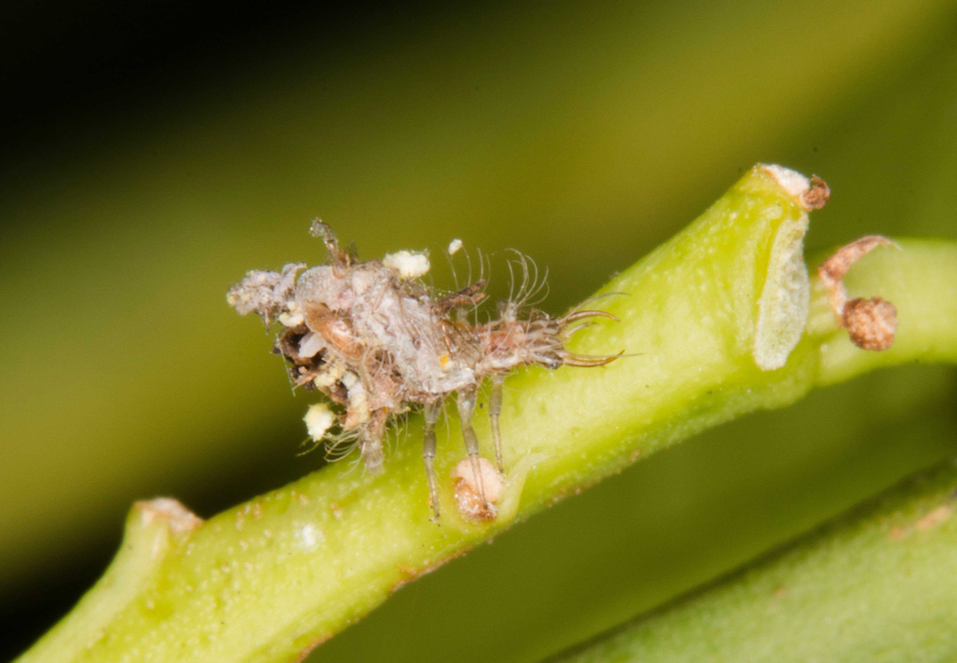 Figure 6. Green lacewing larvae disguised by the debris of prey they carry on their backs.