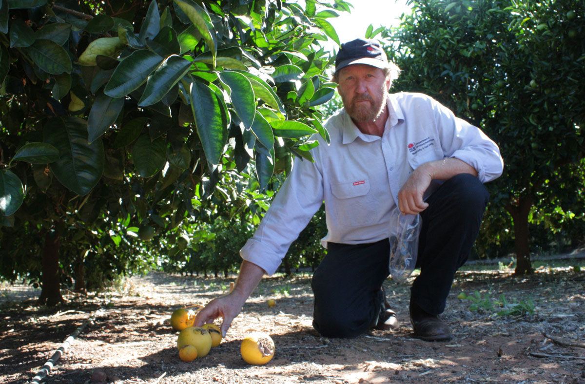NSW DPI Daryl Cooper__collecting fruit to inspect for Qfly larvae_Ex Shoo Fly_Dareton
