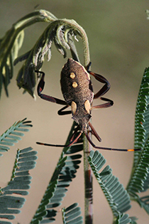 Figure 3. Crusader bug (Mictis profana) adult. Photo: Lesley Ingram, Bugwood.org.