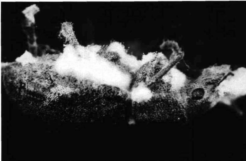 Figure 8. A FRW adult infected with the entomopathogenic fungus Beauveria bassiana.