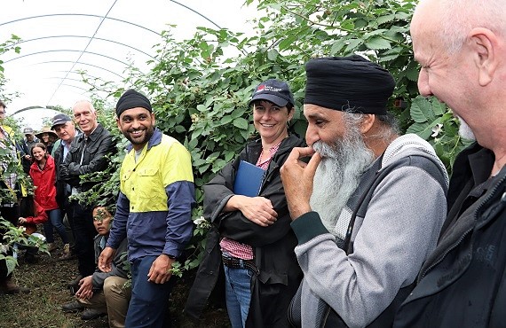 group of men and women laughing in berry bushes under shade cloth