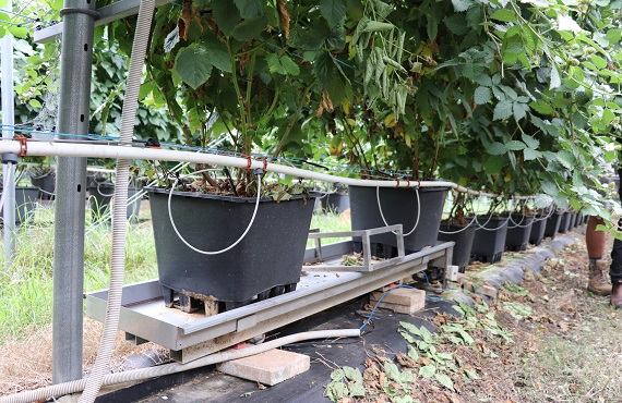 berries in black pots growing in rows with irrigation hoses