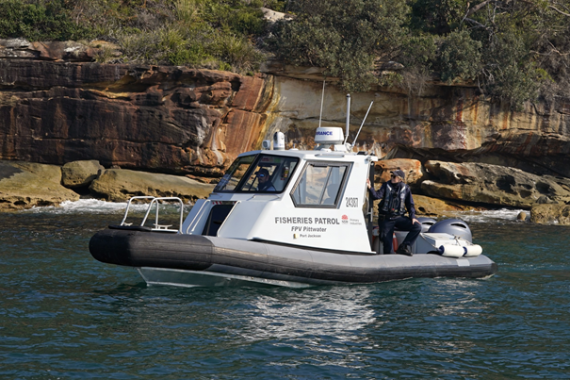 Fisheries officers patrolling Sydney Harbour