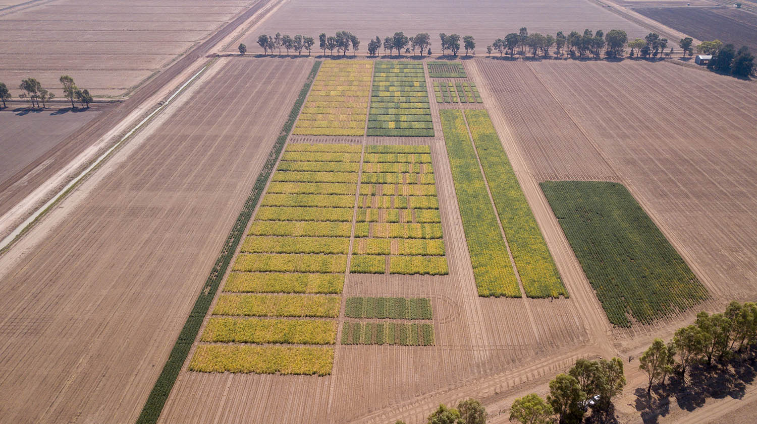 Field of pulses from the air