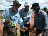 Eric Armstrong showing regional farmers the roots of a pea plant