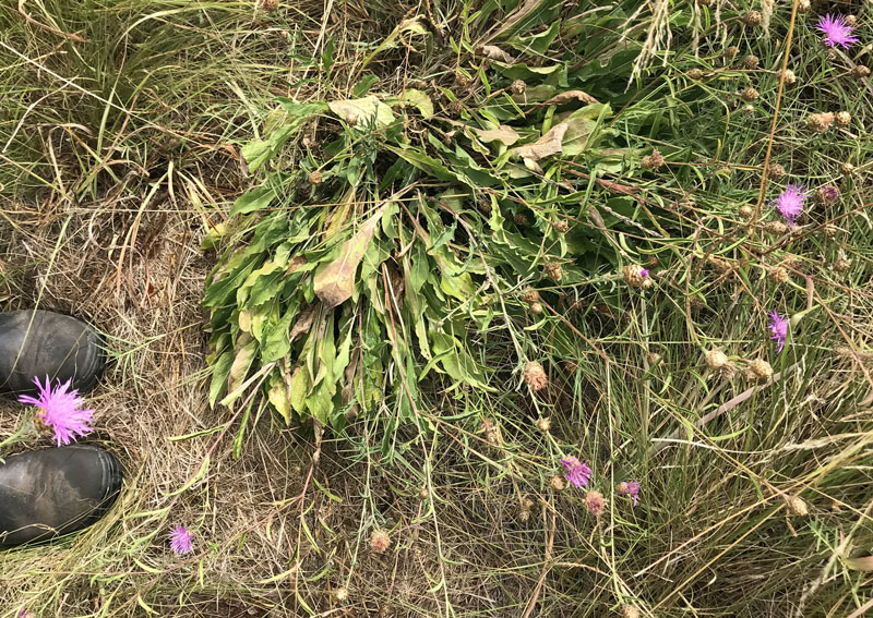 Black knapweed