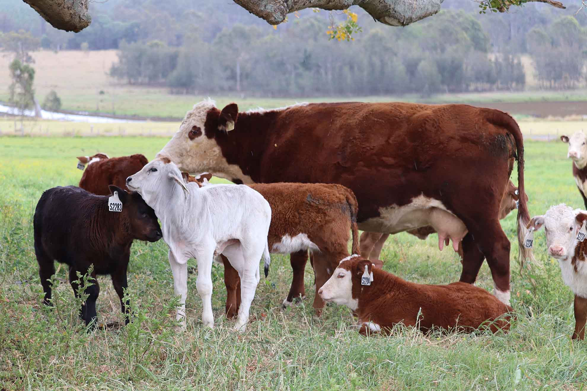 Immune competent cattle could be the economic advantage for beef industry 