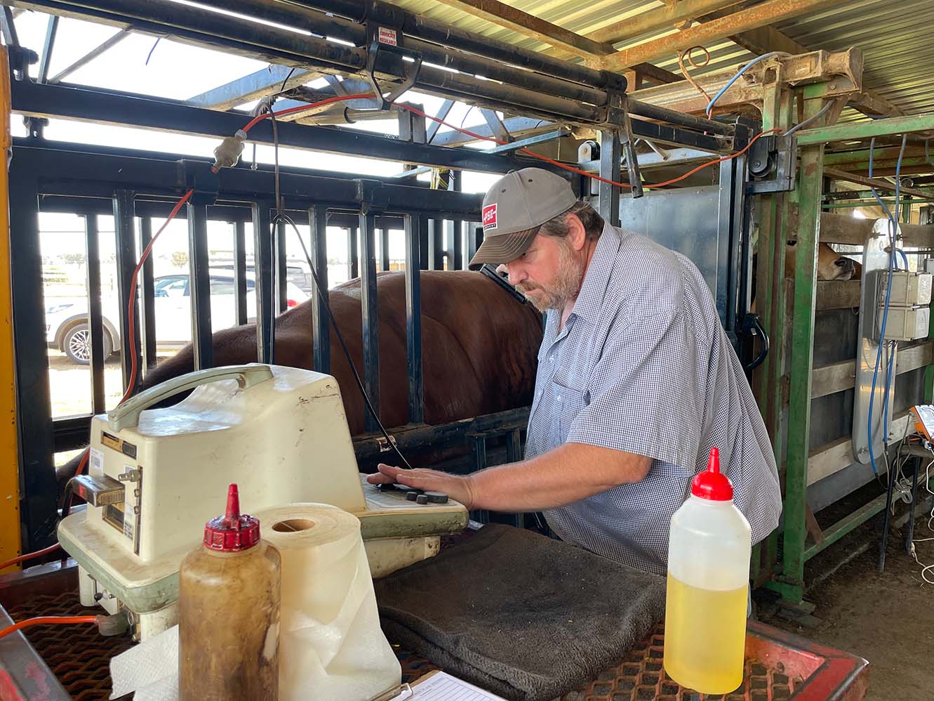 AGBU's Matt Wolcott scanning a cow