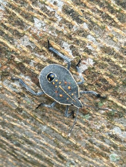 Charcoal coloured bug with light coloured margin and some orange-yellow dots on back