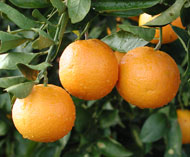 Three oranges