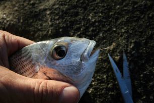 Cutting fishing line after fish swallows hook
