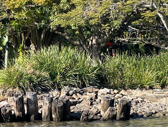 Lomandra sedge growing behind rock and timber pin erosion control works.