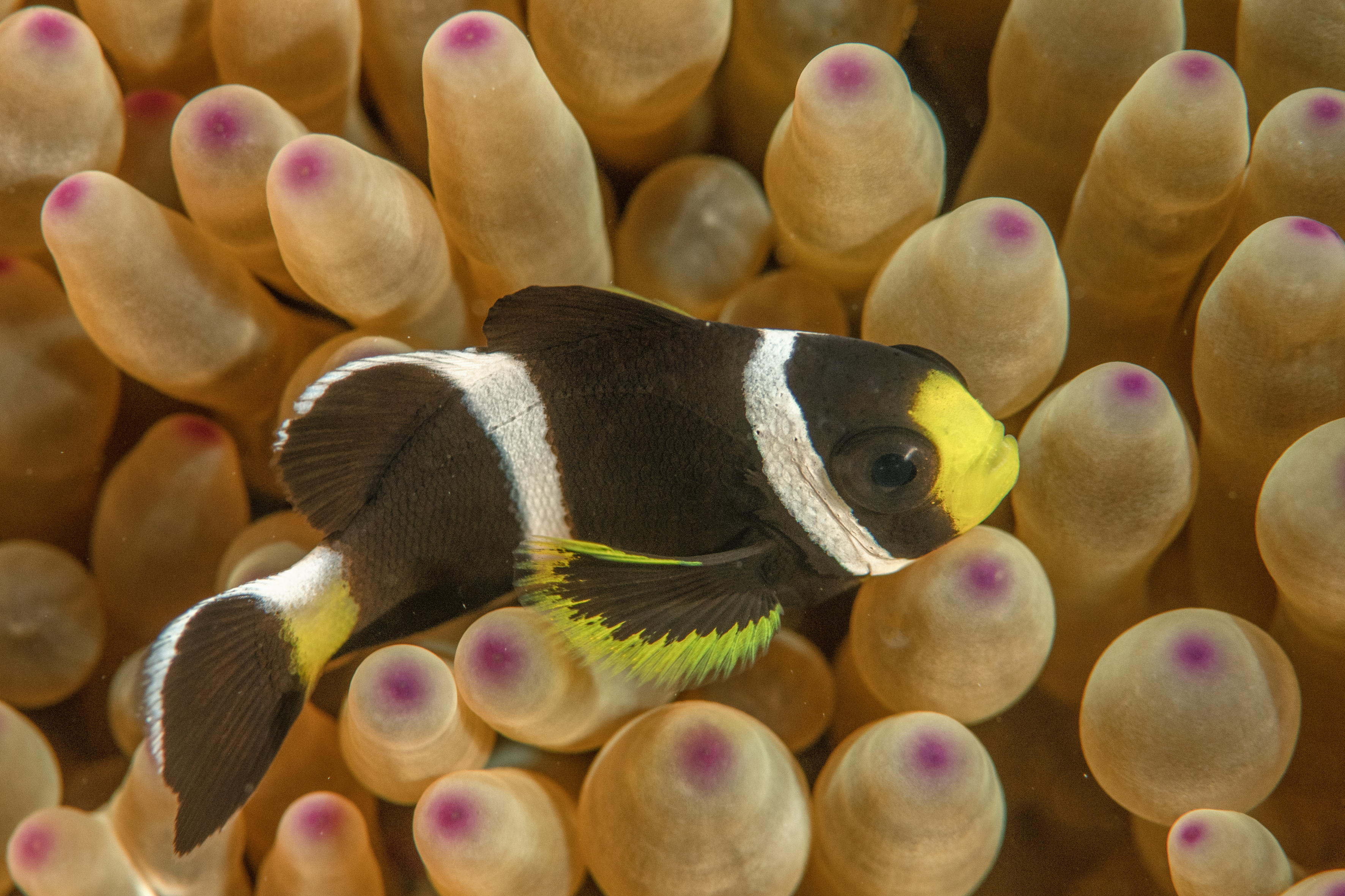 Juvenile McCullochs anemonefish. 