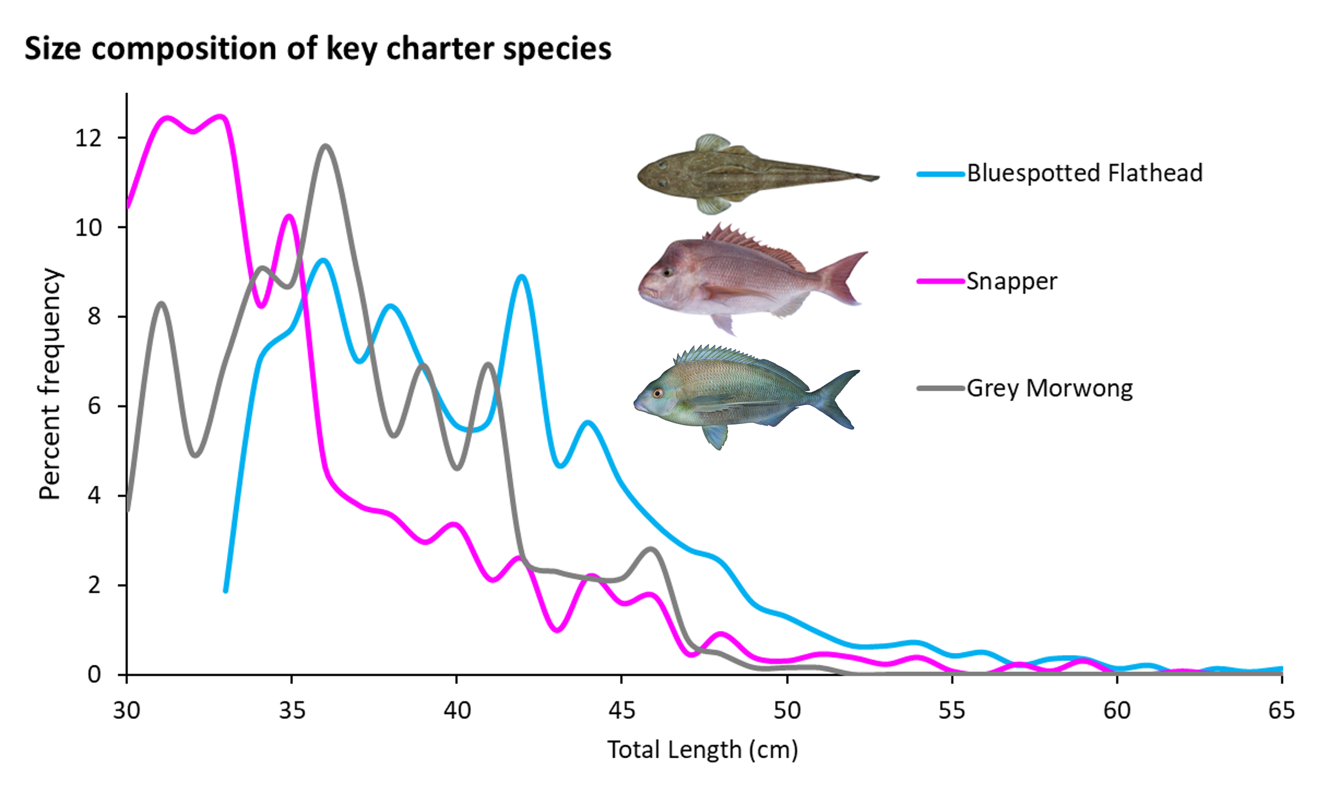 Size composition of key species harvested by NSW charter fishery