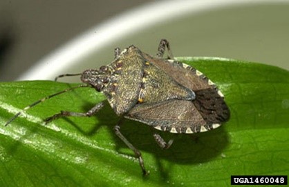 Brown marmorated stink bug
