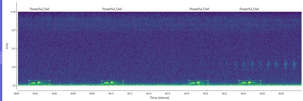 Powerful Owl spectrogram image
