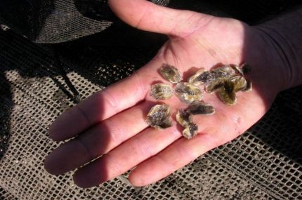 Sydney Rock oyster spat in the palm of a hand