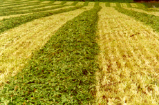 Chicory windrowed for silage