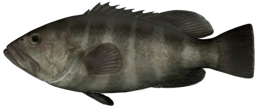 Banded Rock Cod