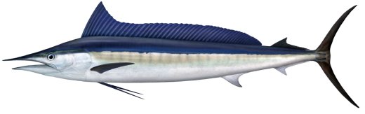 Shortbill spearfish