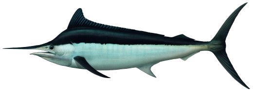 Black marlin clearance