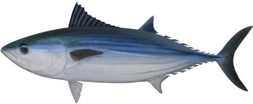 Bonito