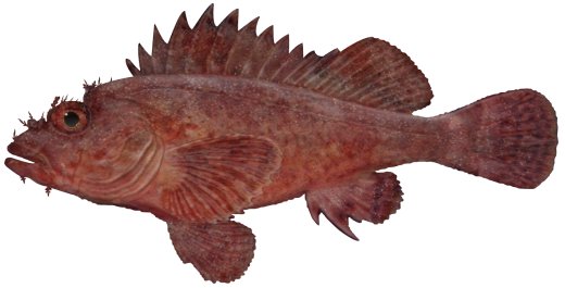 Eastern Red Scorpionfish (Red Rock Cod)