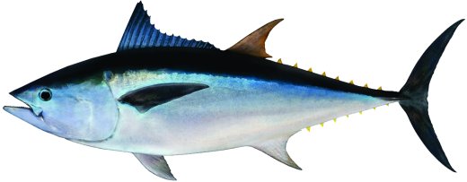 Longtail tuna