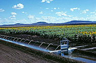 Irrigated sunflowers