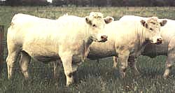 Charolais cows