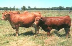 Gelbvieh cow and bull calf