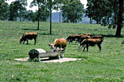 Cattle at a trough