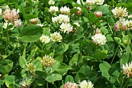 Balansa clover