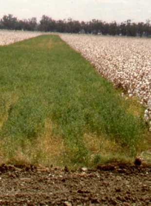 Lucerne in cotton during the wheat harvest provides refuge for the next season