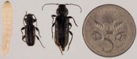 EHB larvae to beetle comparison