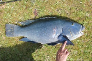Photo of  the speared Blue Groper DPI fisheries officers seized