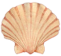 Commercial Scallop