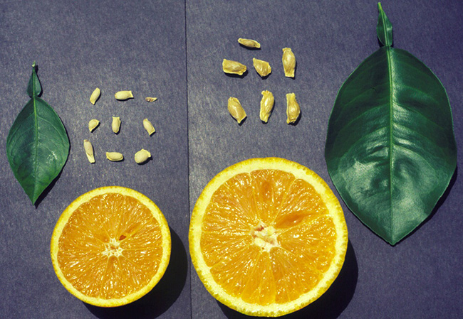 Side-by-side example of fruit that has and has not been affected by this disease. The fruit on the left is severely reduced in size.