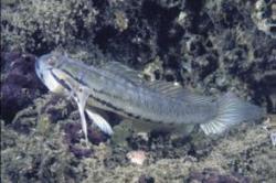 The native fish, Arenigobius bifrenatus