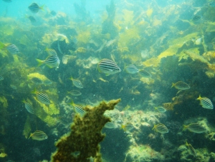 Bushranger's Bay Aquatic Reserve