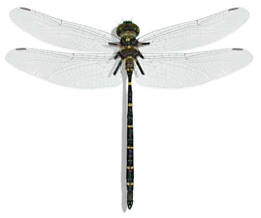 Adams Emerald Dragonfly. Photo: CSIRO Entomology