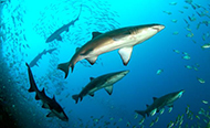 Grey nurse shark at aggregation site Fish Rock, South West Rocks