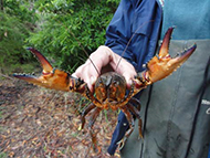Fitzroy Falls Spiny Crayfish - a prickly character - Note the large overall size and spines on the claws