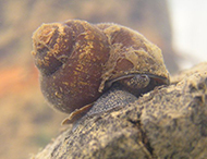 Darling River Snail